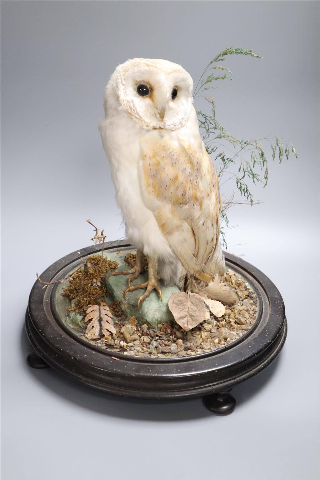 A taxidermic Snowy owl, under glass dome on stand, height overall 44cm